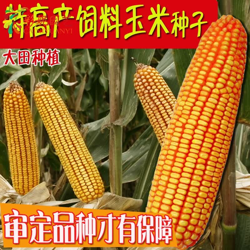 如何开设一个成功的网店？成本又是多少？让我们一起揭开这个神秘的面纱。